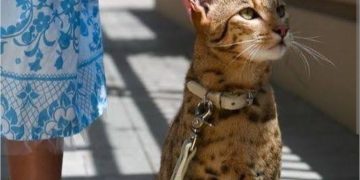 Koja je najskuplja pasmina mačke na svijetu