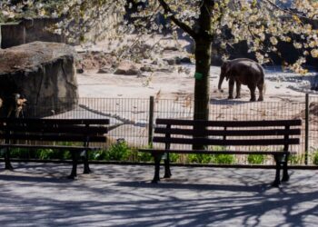 U Africi uginuo slon Craig poznat po svojim čuvenim kljovama