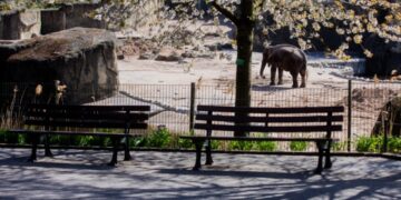U Africi uginuo slon Craig poznat po svojim čuvenim kljovama