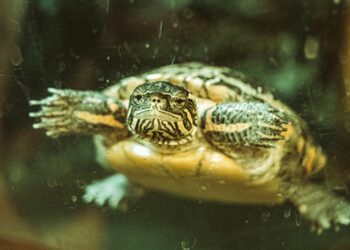 Kornjača kao kućni ljubimac