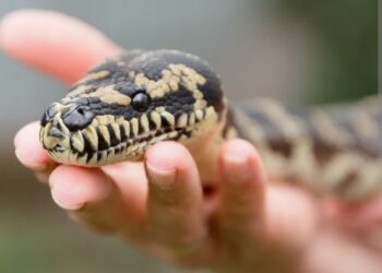 Zmije kao kućni ljubimci- predrasude