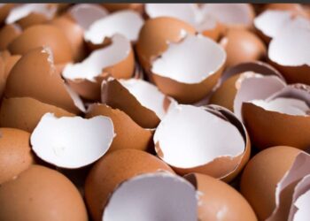 Ljuske jaja su prirodno gnojivo koje obogaćuje tlo