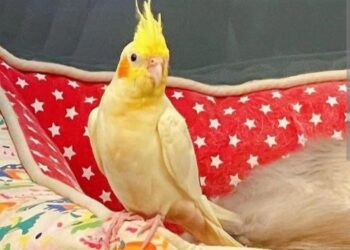 Mogu li se dresirati ptice kućni ljubimci