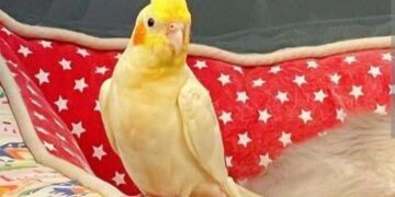 Mogu li se dresirati ptice kućni ljubimci