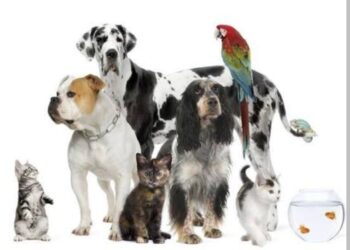 Koji su ljubimci najmanje privrženi vlasniku