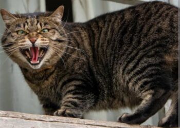 Koji su sve razlozi zašto mačka puše