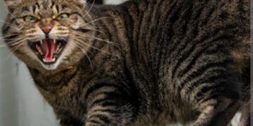 Koji su sve razlozi zašto mačka puše