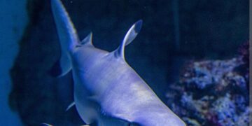 Koje su sve češće pogreške u istraživanju morskih pasa