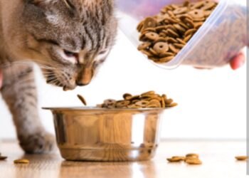 Zašto mačke puno jedu