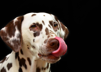 Zašto pas stalno liže šape: Najčešći razlozi i kada je potrebno reagovati