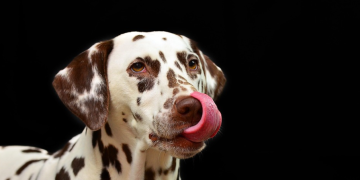 Zašto pas stalno liže šape: Najčešći razlozi i kada je potrebno reagovati