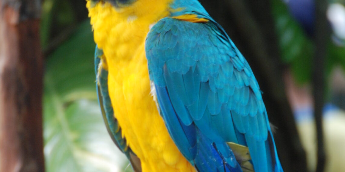 Koje su najbolje igračke za ptice ljubimce