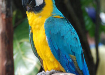 Koje su najbolje igračke za ptice ljubimce