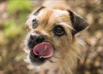 Zapanjujuće otkriće: psi zagađuju planet više od svojih vlasnika