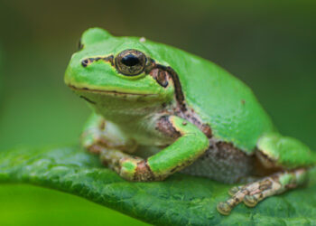 Neočekivani saveznik u borbi protiv raka – žaba