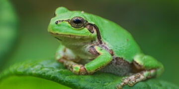 Neočekivani saveznik u borbi protiv raka – žaba