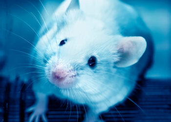 Ljudi koji riskiraju život za uspjeh ljekova