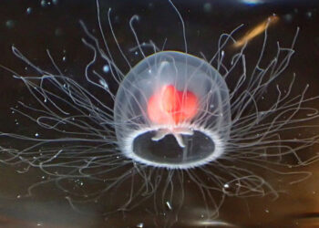 Besmrtna meduza fascinira znanstvenike