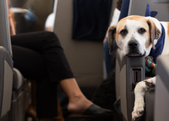 Veliki psi uskoro suputnici u putničkom prostoru zrakoplova