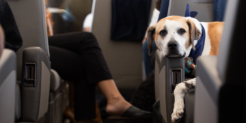 Veliki psi uskoro suputnici u putničkom prostoru zrakoplova