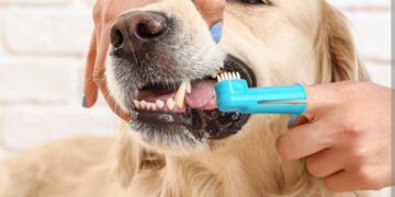 Je li psu potrebno redovito čistiti zube