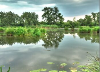 Zašto Mediteran gubi močvare