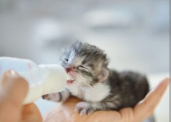 Kako se brinuti o novorođenim mačićima (dudašima)