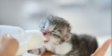 Kako se brinuti o novorođenim mačićima (dudašima)