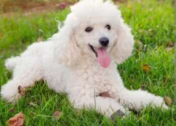 Pudlica- elegantna, profinjena i inteligentna pasmina