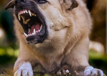 Zašto su neki psi agresivni