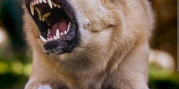 Zašto su neki psi agresivni