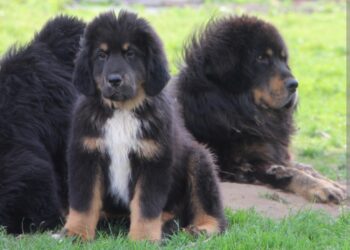 Stručnjak upozorava: ove pasmine pasa nisu za svakoga