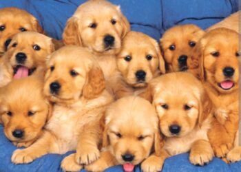 Danas je najslađi dan u godini – Dan štenaca