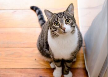 Što mačke vide u vašem domu? Narodna vs. suvremena vjerovanja o zaštitničkoj energiji mačaka
