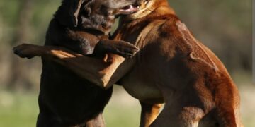 Zašto se psi tuku i kako spriječiti njihovu tuču