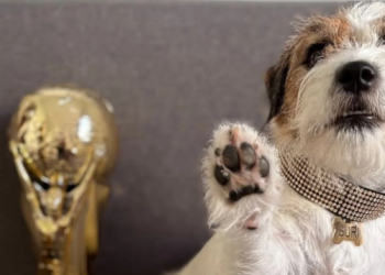 Da li ste zanali da i psi imaju svoje Oscare: Ovo su četveronožne zvijezde koje su nagrađene za uloge u filmovima