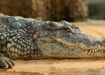 “Aligatori ne jedu pijane” – čovjek se skrivao od policije