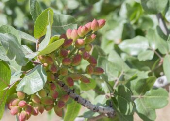 Sveta biljka iz Irana – pistać