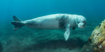 Medvjedica na odmoru u Budvi: Snimljen rijedak prizor u budvanskom akvatoriju