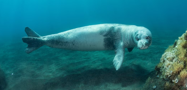 Medvjedica na odmoru u Budvi: Snimljen rijedak prizor u budvanskom akvatoriju