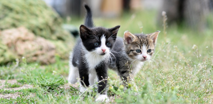 Mačka susjeda uništava vam vrt? Ovi prirodni mirisi će je brzo otjerati