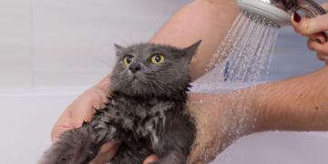 Ne vole vodu, ali znaju plivati: Zašto je kupanje prava drama za mačke