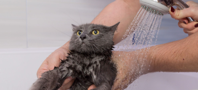 Ne vole vodu, ali znaju plivati: Zašto je kupanje prava drama za mačke