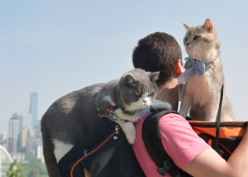 Mačke avanturisti: Lazar Joksimović sa svojim mačkama prešao 14 zemalja