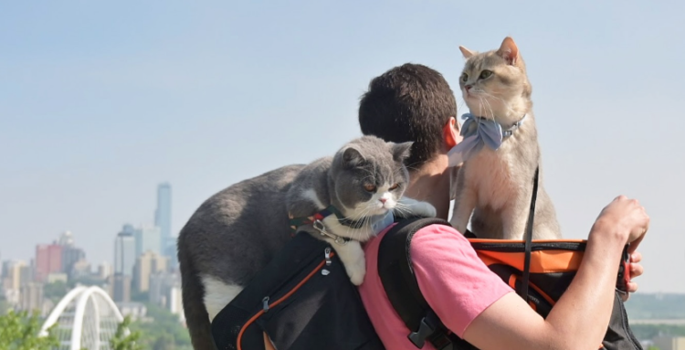 Mačke avanturisti: Lazar Joksimović sa svojim mačkama prešao 14 zemalja