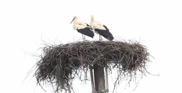 Klepetan se vratio 25. put i doveo novu družicu Snajku – ali i dalje posjećuje grob svoje Malene