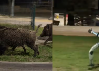 Humanoidni robot jurio divlje svinje po parkingu u Varšavi – snimak postao viralan!