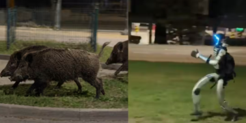 Humanoidni robot jurio divlje svinje po parkingu u Varšavi – snimak postao viralan!
