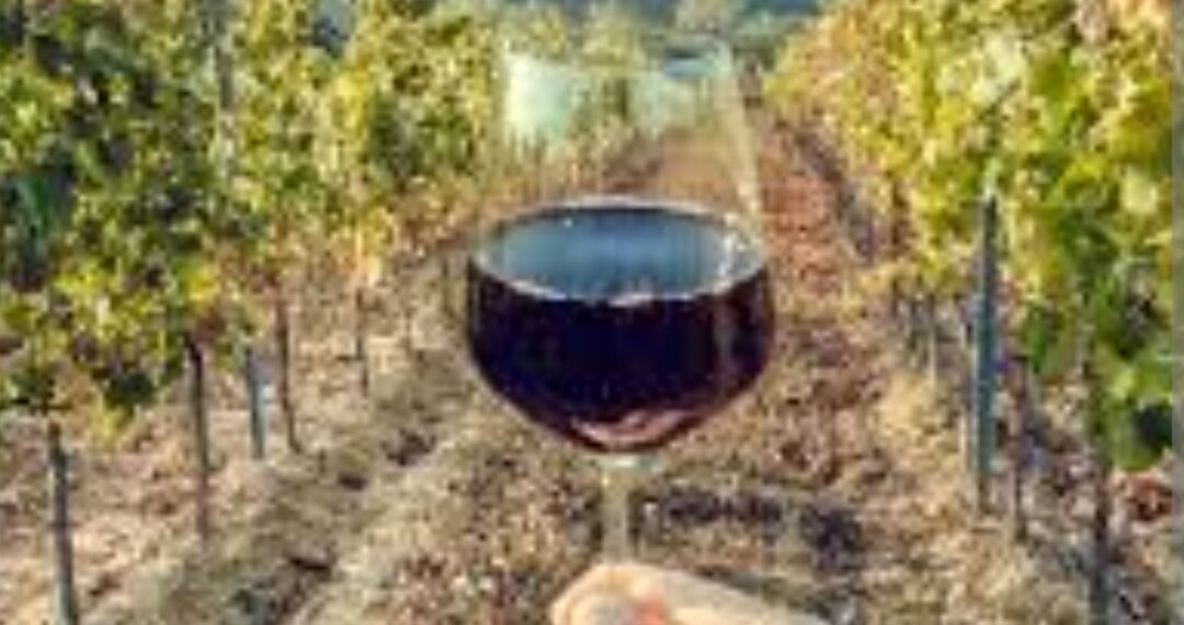 Italija je ponovo zauzela vodeću svjetsku poziciju u proizvodnji vina