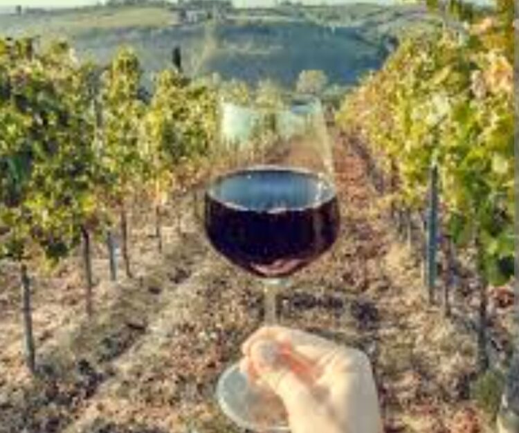 Italija je ponovo zauzela vodeću svjetsku poziciju u proizvodnji vina